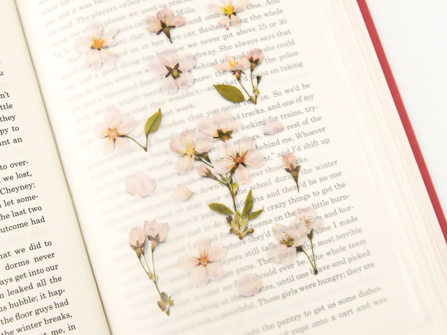 Appree Pressed Flower Stickers - Cherry Blossom