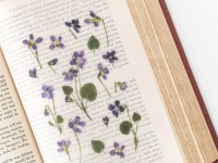 Appree Pressed Flower Stickers - Manchurian Violet