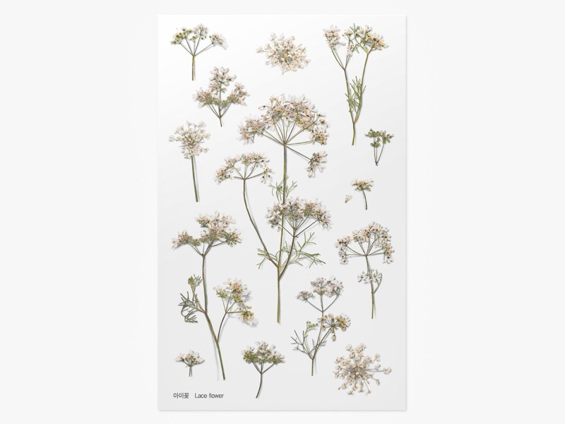 Appree Pressed Plant Stickers - Lace Flower