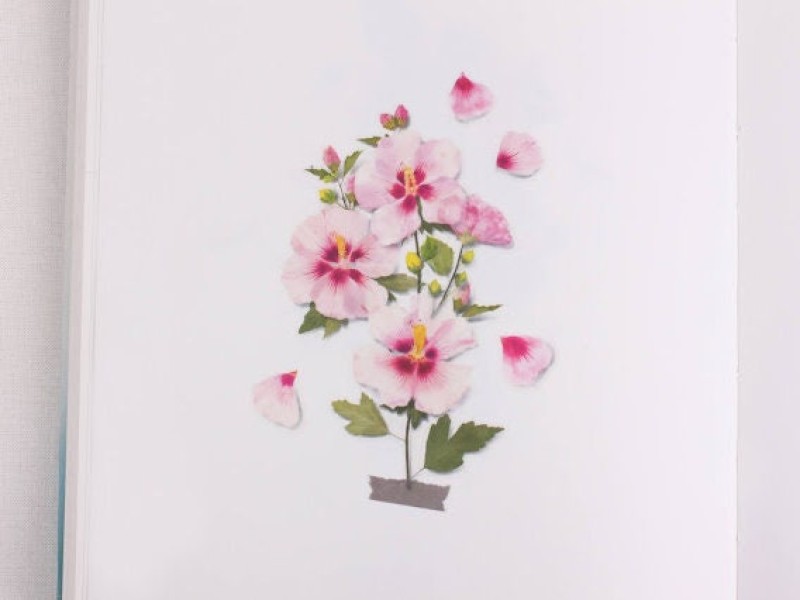 Appree Pressed Flower Stickers - Rose Of Sharon