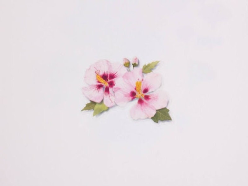 Appree Pressed Flower Stickers - Rose Of Sharon