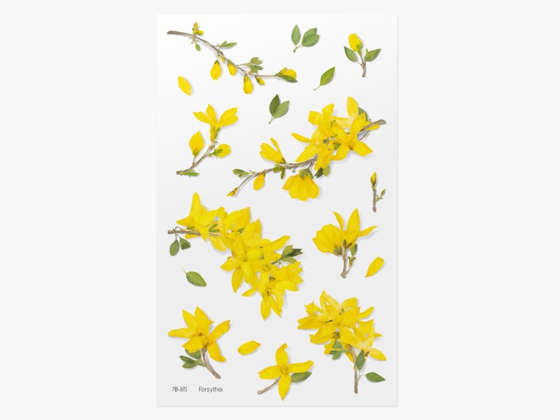 Appree Pressed Flower Stickers - Forsythia