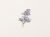 Appree Pressed Flower Stickers - Lilac