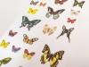 Mindwave Specimen Stickers - Butterflies