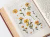 Appree Pressed Flower Stickers - Calendula