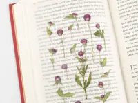 Appree Pressed Flower Stickers - Globe Amaranth