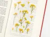 Appree Pressed Flower Stickers - Rapeseed Flower