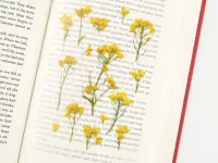 Appree Pressed Flower Stickers - Rapeseed Flower