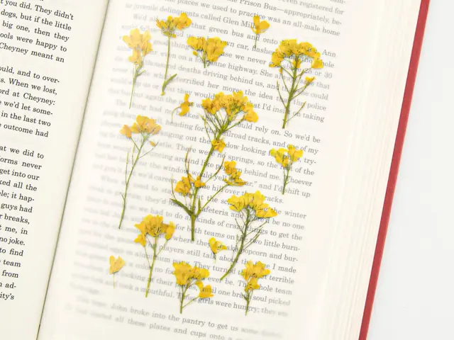 Appree Pressed Flower Stickers - Rapeseed Flower