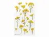 Appree Pressed Flower Stickers - Rapeseed Flower