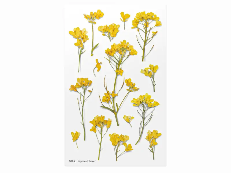 Appree Pressed Flower Stickers - Rapeseed Flower