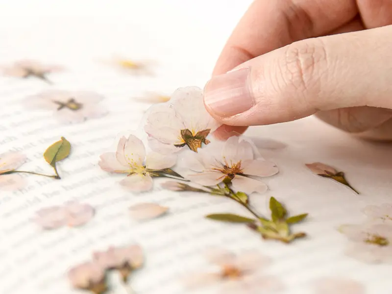 Appree Pressed Flower Stickers - Cherry Blossom