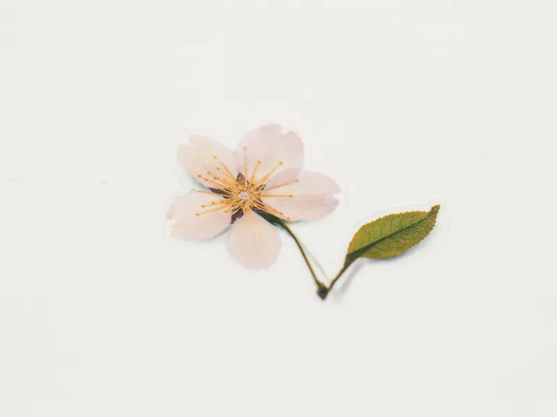 Appree Pressed Flower Stickers - Cherry Blossom