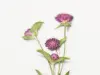 Appree Pressed Flower Stickers - Globe Amaranth