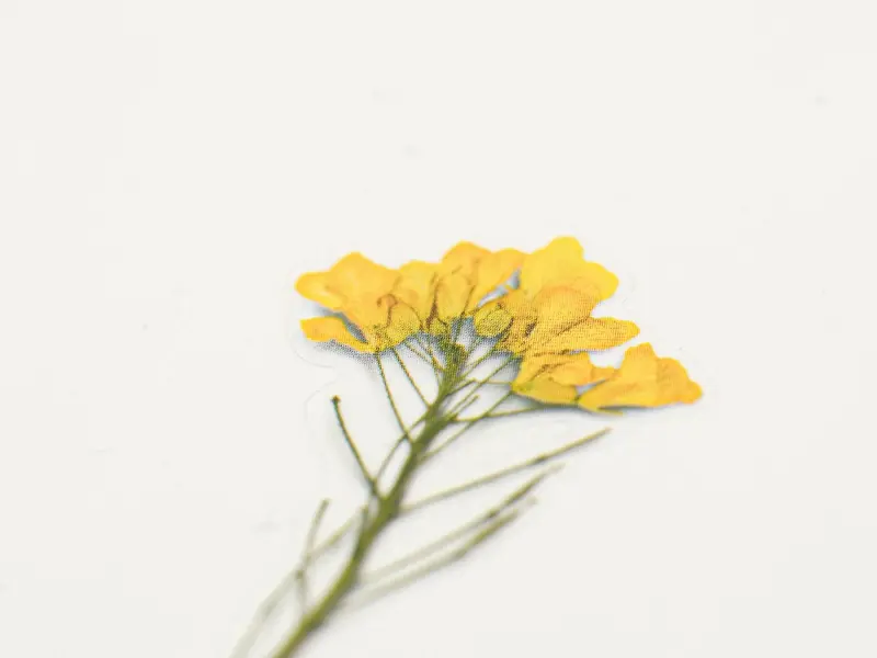 Appree Pressed Flower Stickers - Rapeseed Flower