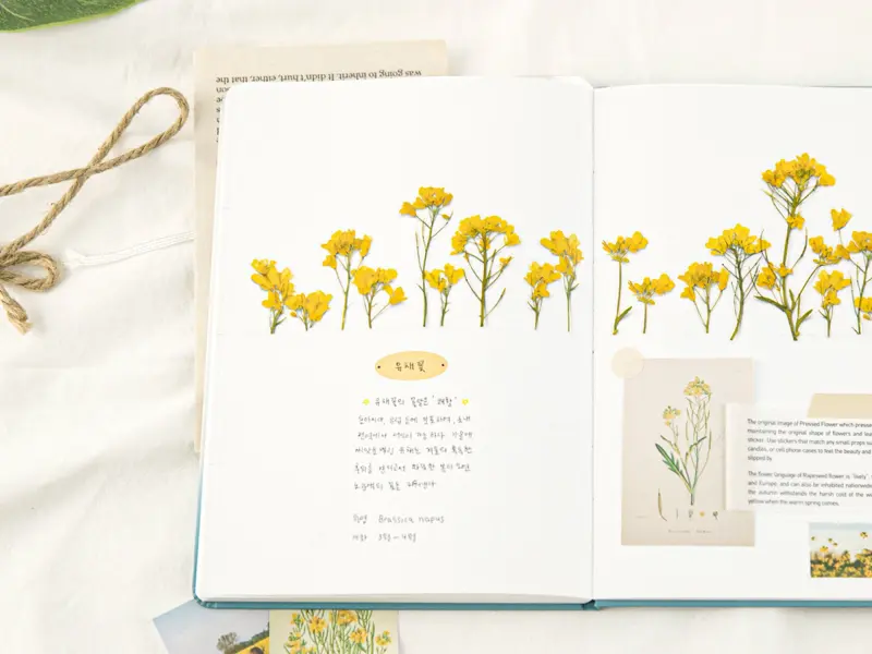 Appree Pressed Flower Stickers - Rapeseed Flower