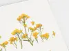 Appree Pressed Flower Stickers - Rapeseed Flower