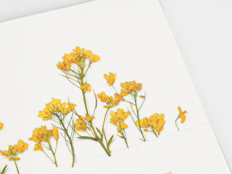 Appree Pressed Flower Stickers - Rapeseed Flower