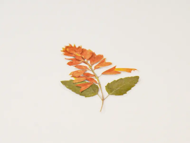 Appree Pressed Flower Stickers - Salvia