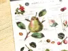 MU | Print-On Stickers - Fruit Encyclopedia