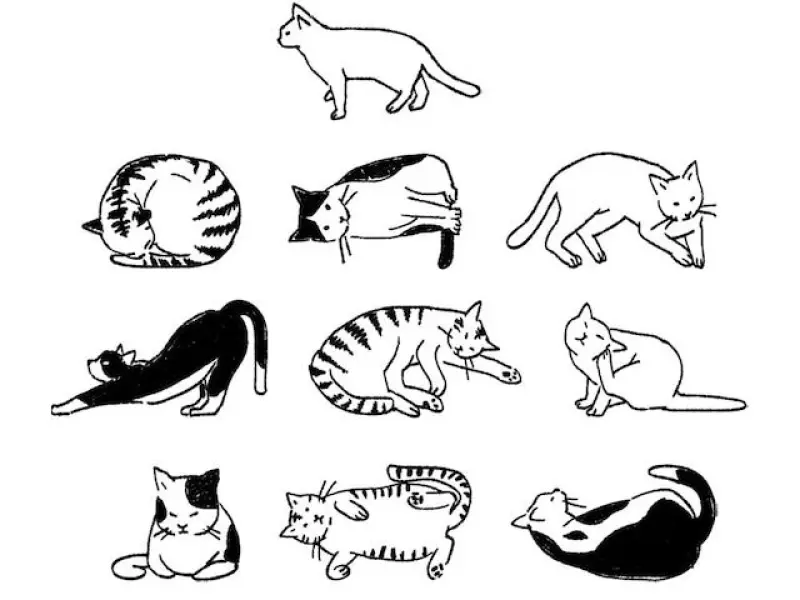 Ponchise Clear PET Tape - Cat