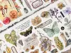 Baicangjia Studio Washi Tape - Specimen Collection