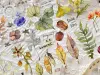 Baicangjia Studio Washi Tape - Specimen Collection