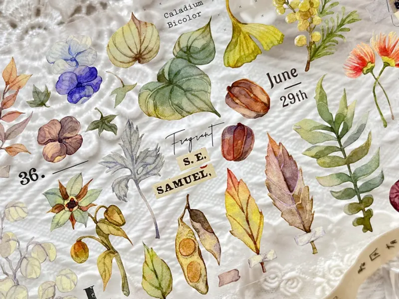 Baicangjia Studio Washi Tape - Specimen Collection