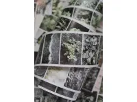 LCN Washi Tape Journey - Leaf