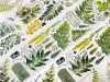 Pre-Order Baicangjia Studio Die-Cut Washi Tape - Fern Collection