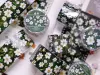 Pre-Order Xiaobaijia Washi Tape - Green Meadow