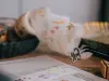 Pre-Order Meow Illustration Sunny Corner of The Forest Japanese Washi Tape With Kisscut