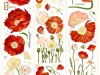 Reco Studio Washi Tape Sample - Poppy