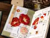 Reco Studio Washi Tape Sample - Poppy