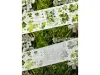 Zhaoxi Studio Washi Tape Sample - Clover And Flowers