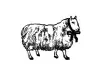Pre-Order Kurukynki Wooden Rubber Stamp The Dream Ledger - Sheep