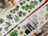 Pre-Order Xiaobaijia Kiss-Cut Washi Tape - Four-Leaf Clover