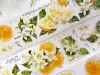 Pre-Order Baicangjia Studio Die-Cut Washi Tape - Tangerine Blossoms