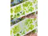 Bailan Studio Washi Tape Sample - Strawberry