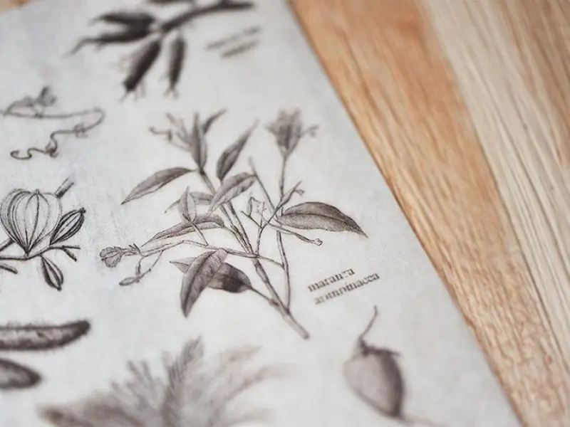 MU | Print-On Siirtotarrat - Kasvitieteelliset Luonnokset