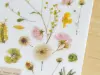 MU Print On Stickers Pressed Flowers Yellow 103