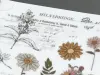 Pre-Order MU Print-On Transfer Stickers 211 - Flower Archives