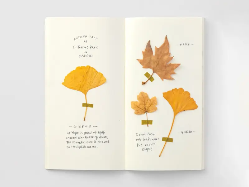 025. Cream Paper Refill Traveler's Notebook