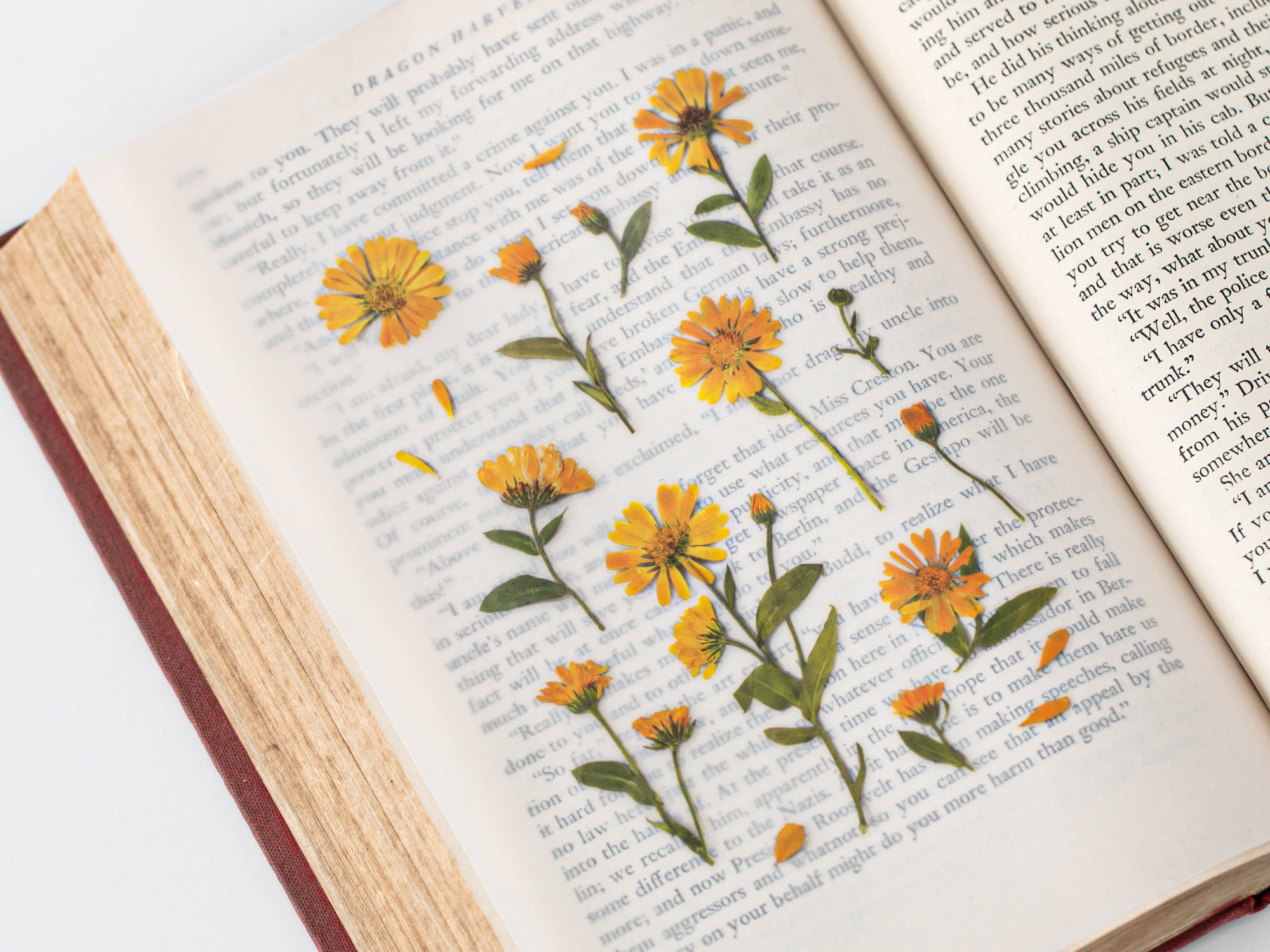 Appree Pressed Flower Stickers - Calendula