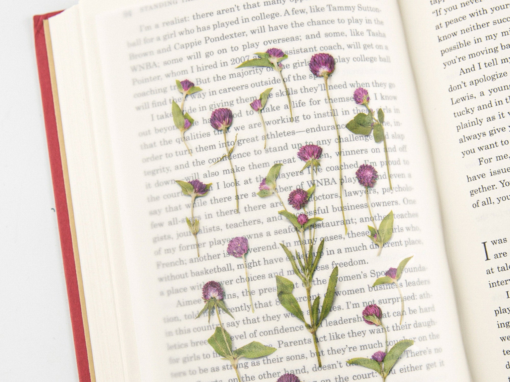 Appree Pressed Flower Stickers - Globe Amaranth