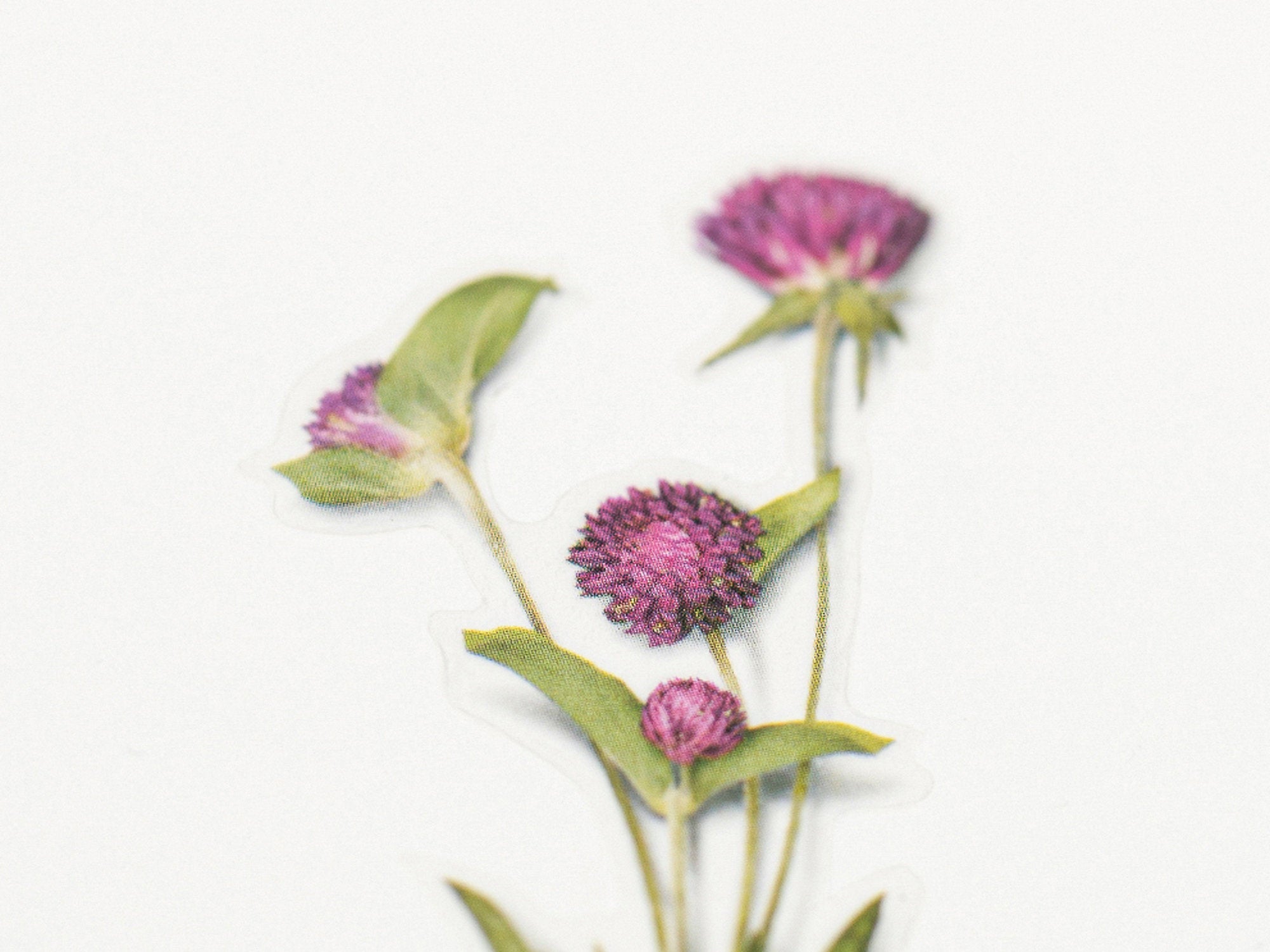 Appree Pressed Flower Stickers - Globe Amaranth