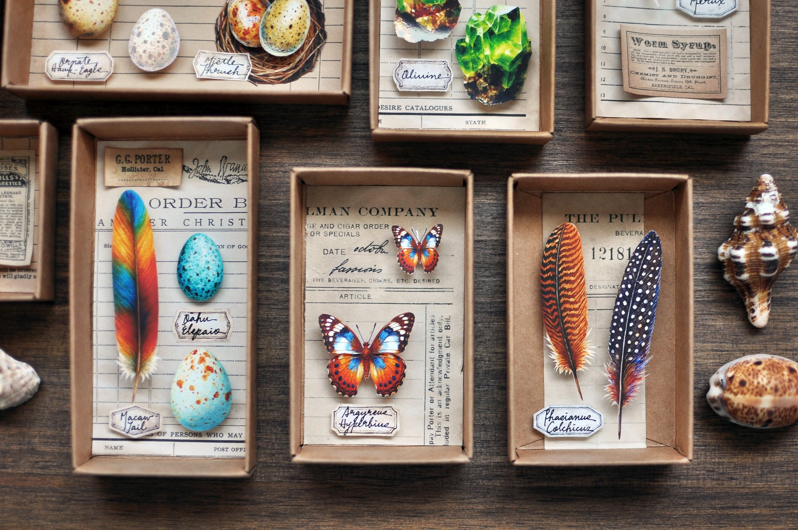 Miaostelle Matte PET Tape - Butterfly Specimen