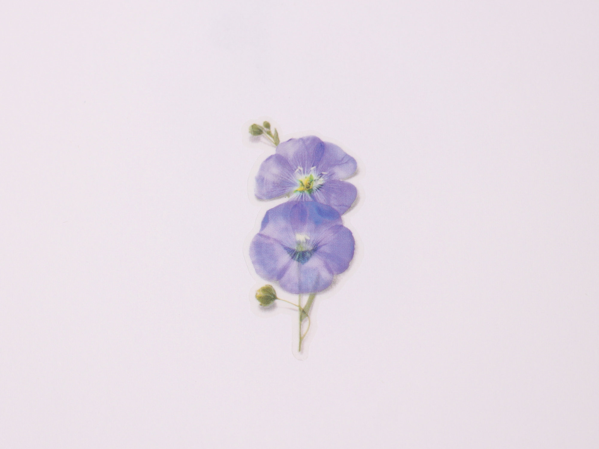 Appree Pressed Flower Stickers - Flax
